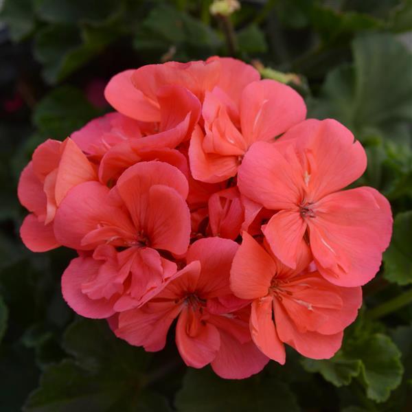 Geranium | Fantasia - 1 Quart