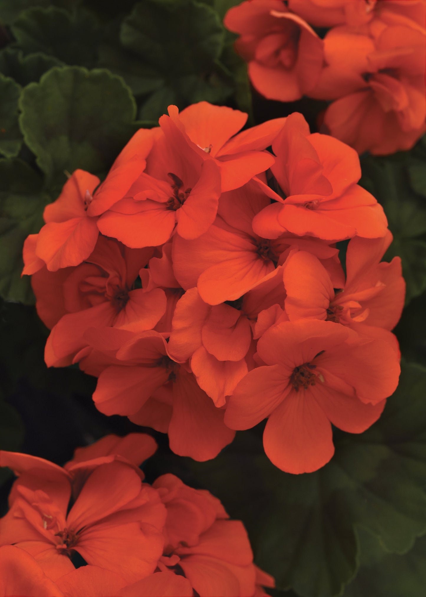 Geranium | Fantasia - 1 Quart