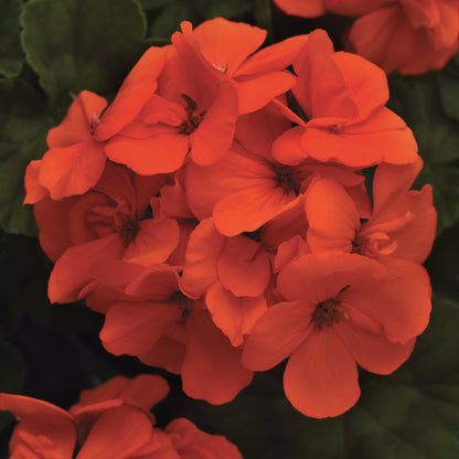 Geranium | Fantasia - 1 Quart