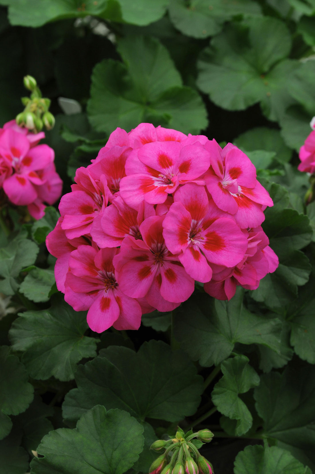 Geranium | Geranium - Dark Red / 9