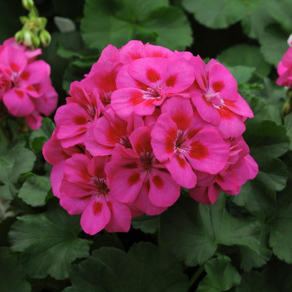 Geranium | Fantasia - 1 Quart