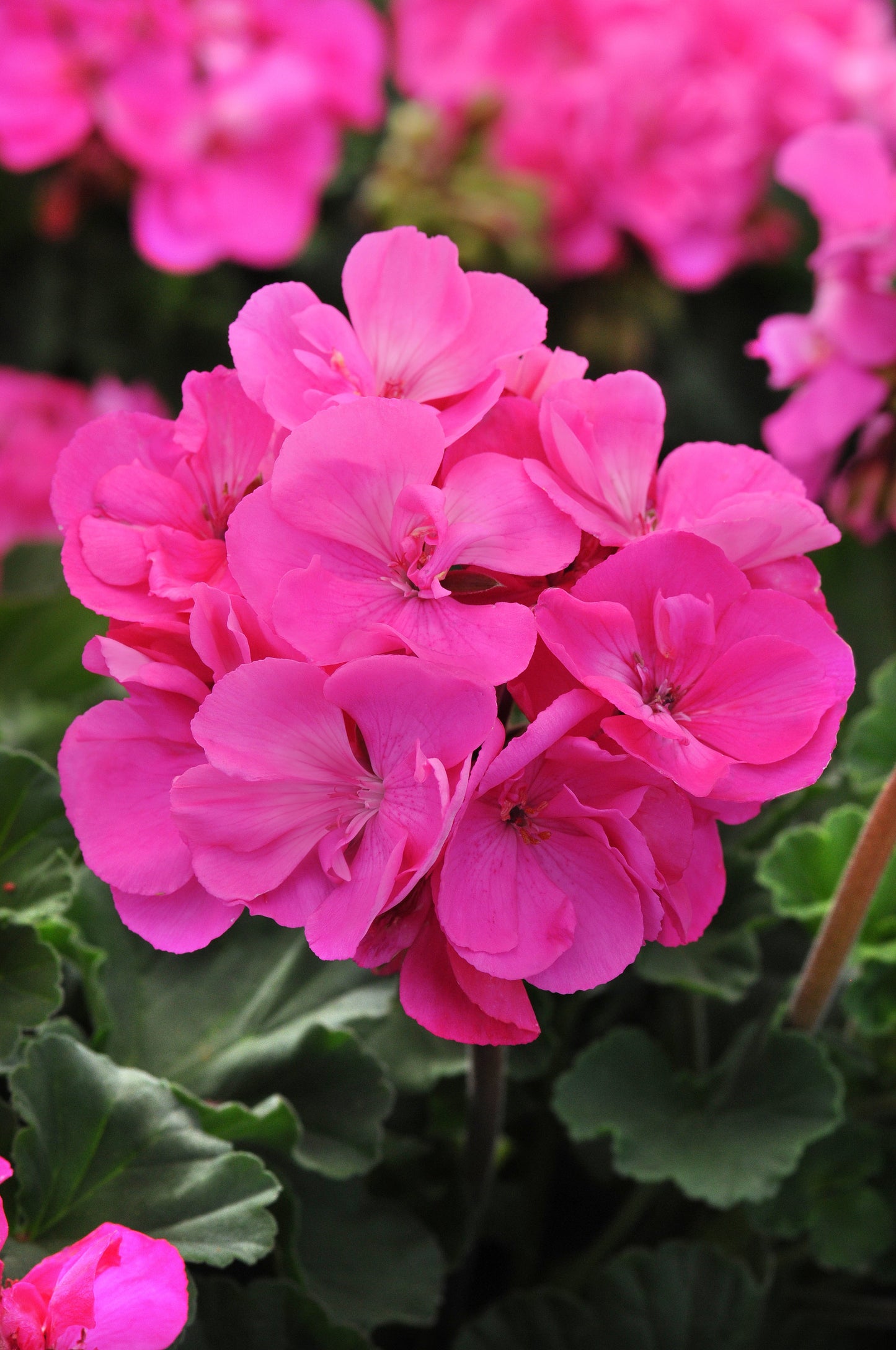 Geranium | Fantasia - 1 Quart