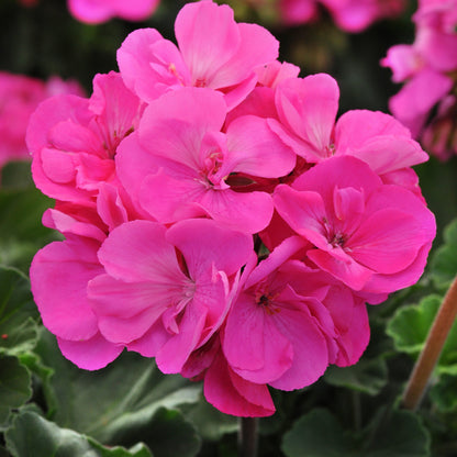 Geranium | Fantasia - 1 Quart