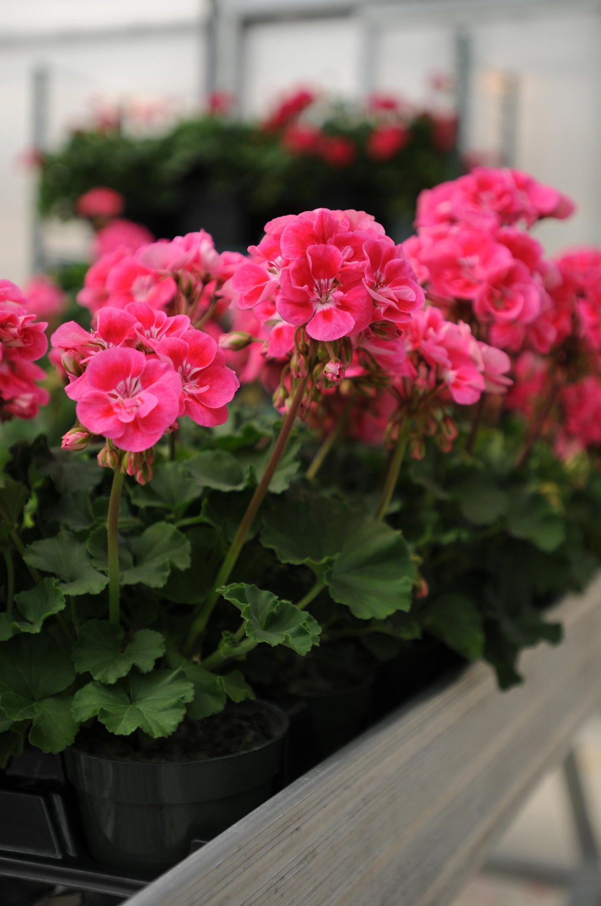 Geranium | Fantasia - 5 Quart - Berns Garden Center