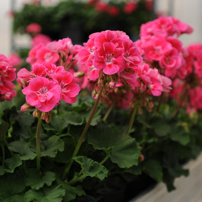 Geranium | Fantasia - 1 Quart