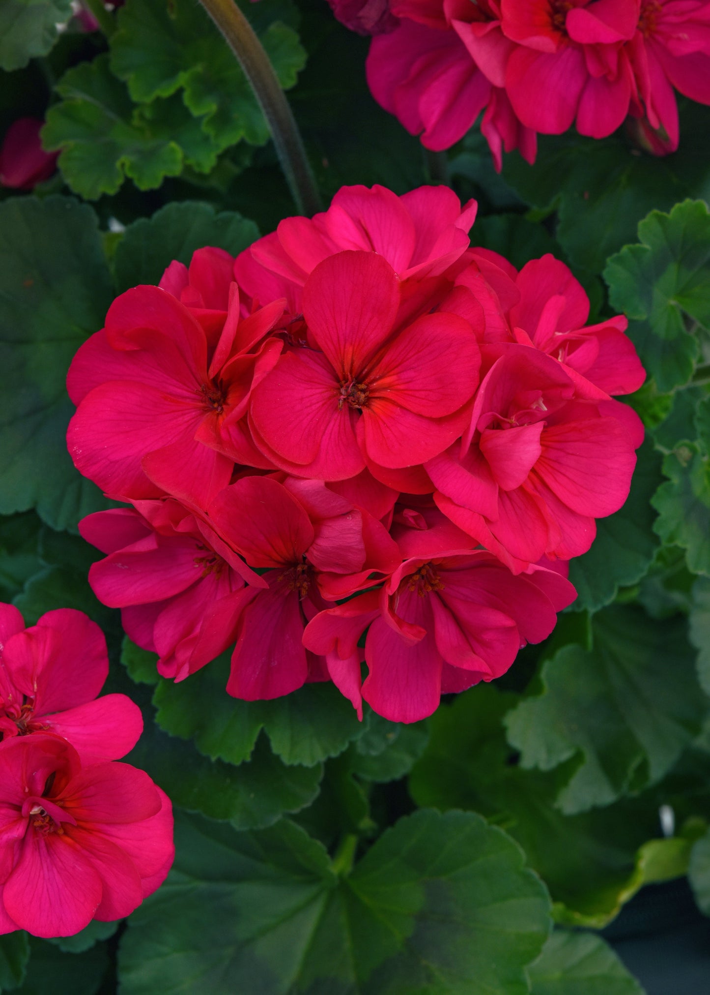 Geranium | Fantasia - 1 Quart