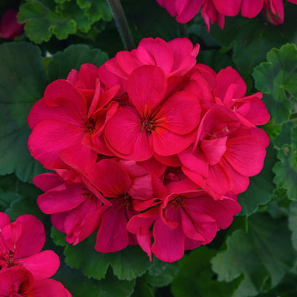 Geranium | Fantasia - 1 Quart