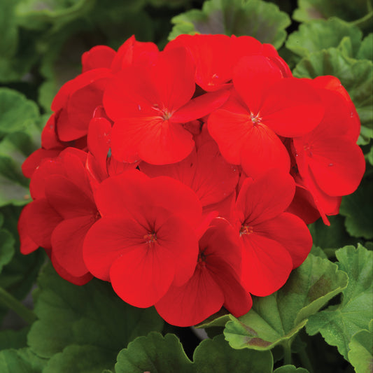 Geranium | Pinto Premium - 4 Pack
