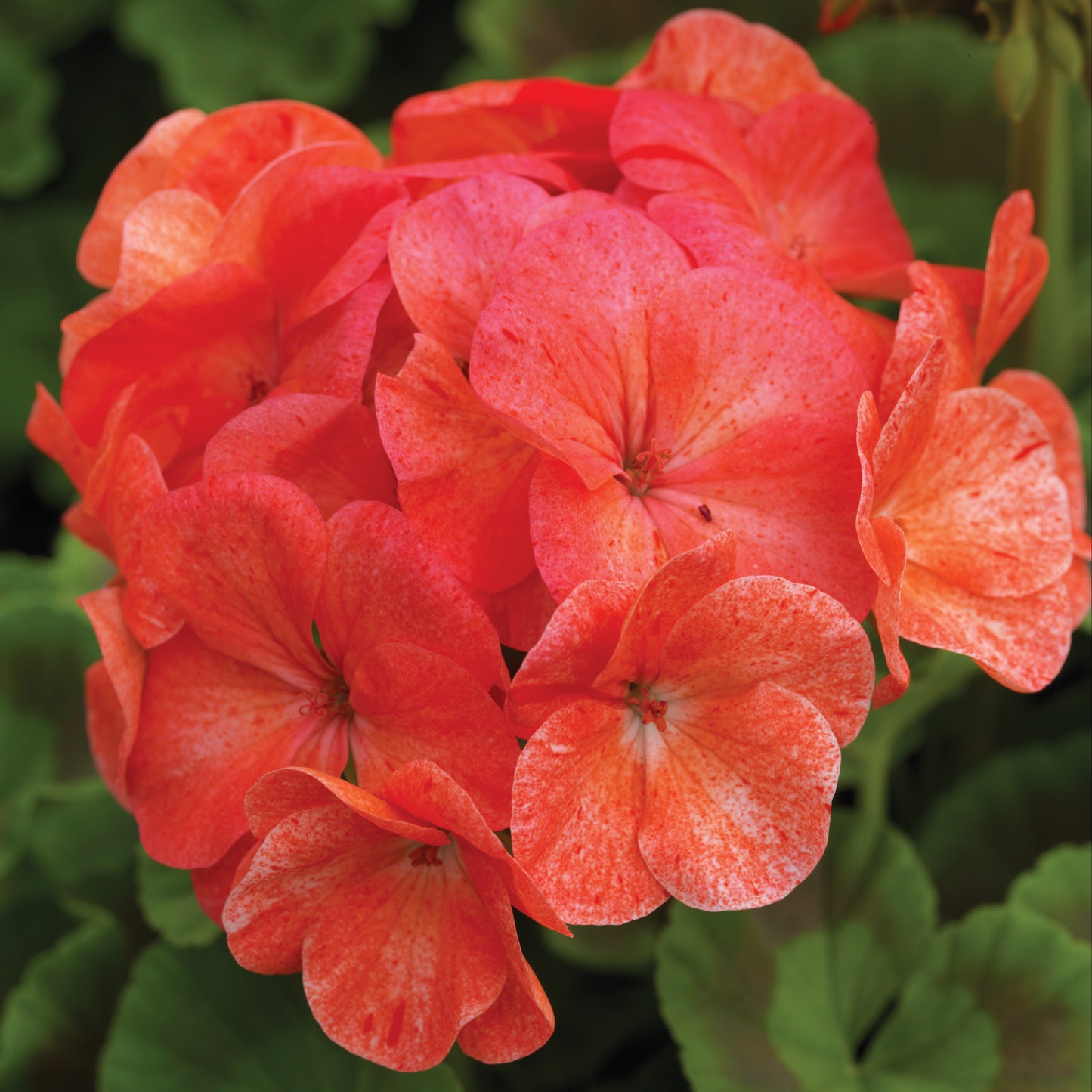 Geranium | Pinto Premium - 4 Pack