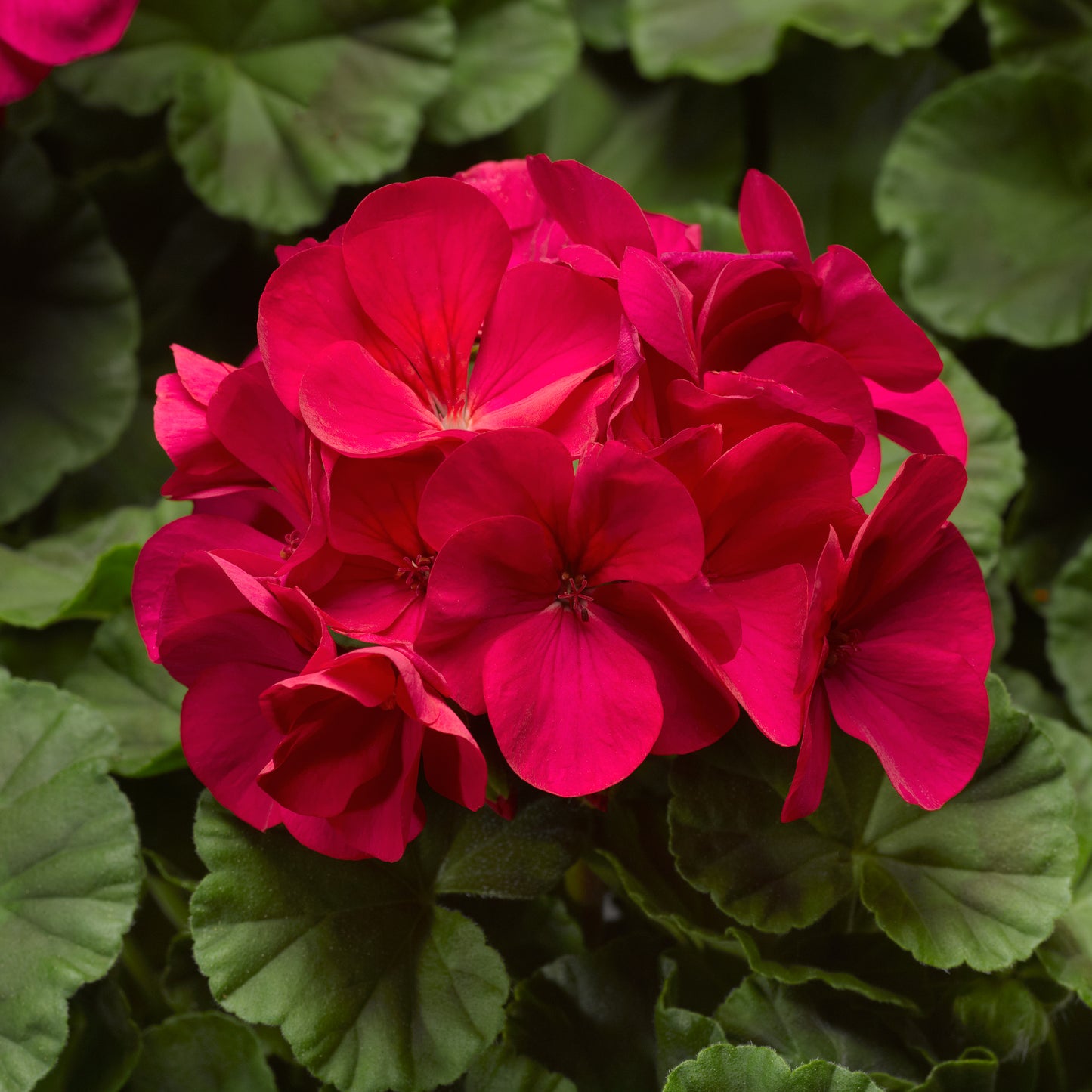 Geranium | Pinto Premium - 4 Pack