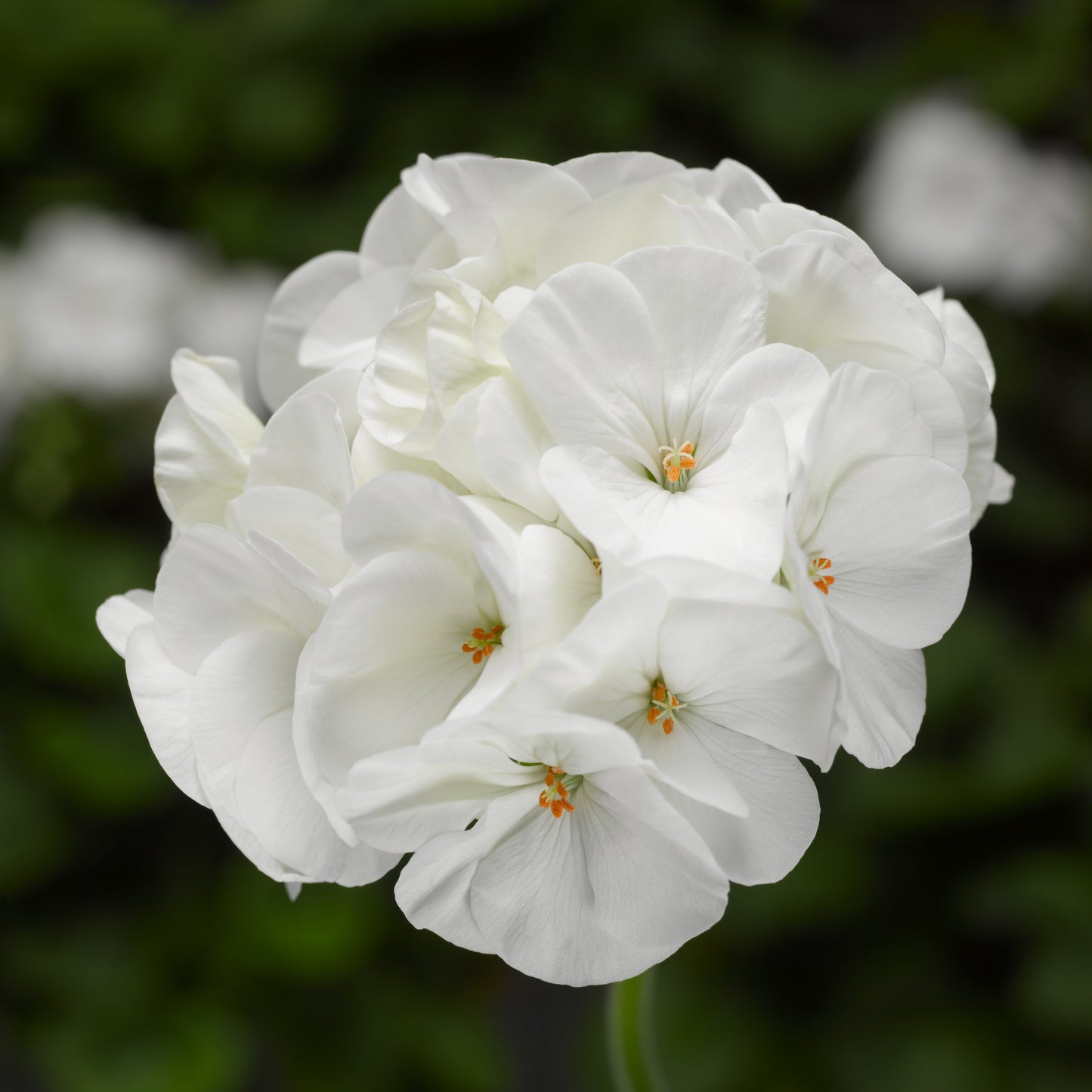 Geranium | Pinto Premium - 4 Pack