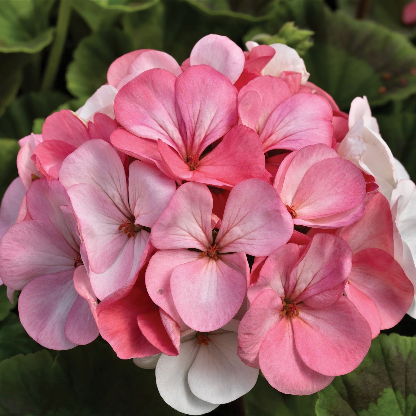 Geranium | Pinto Premium - 4 Pack