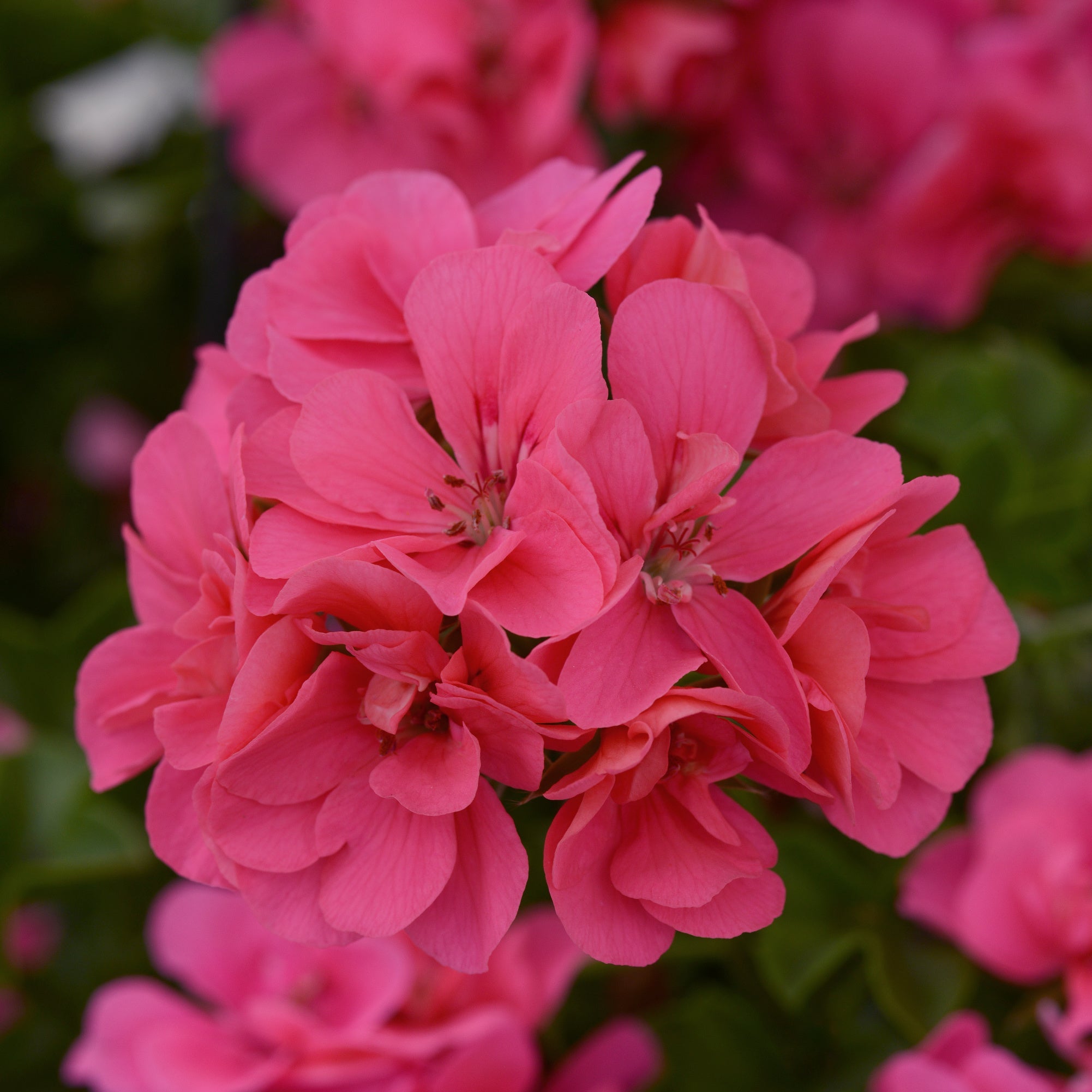 Geranium | Precision - Large Hanging Basket - Berns Garden Center