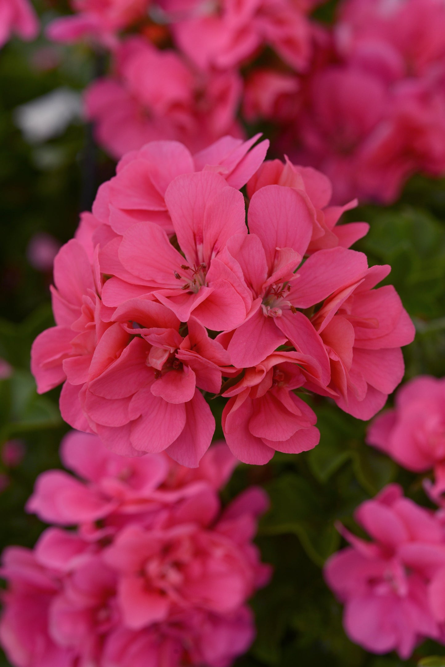 Geranium | Precision - Large Hanging Basket