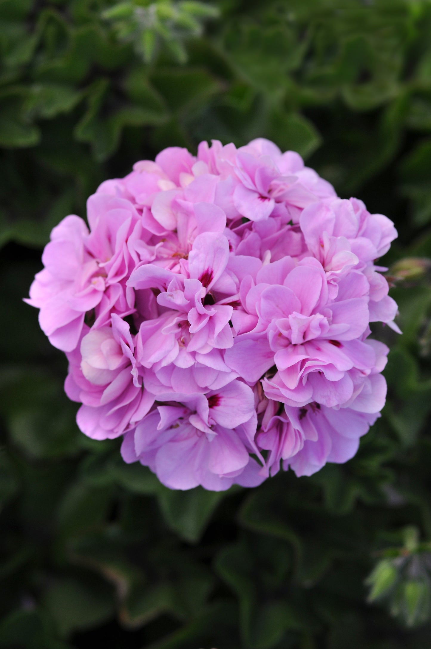Geranium | Precision - Large Hanging Basket
