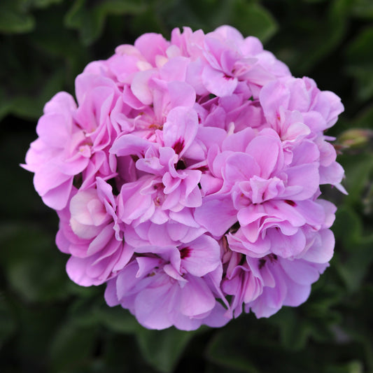 Geranium | Precision - 1 Quart