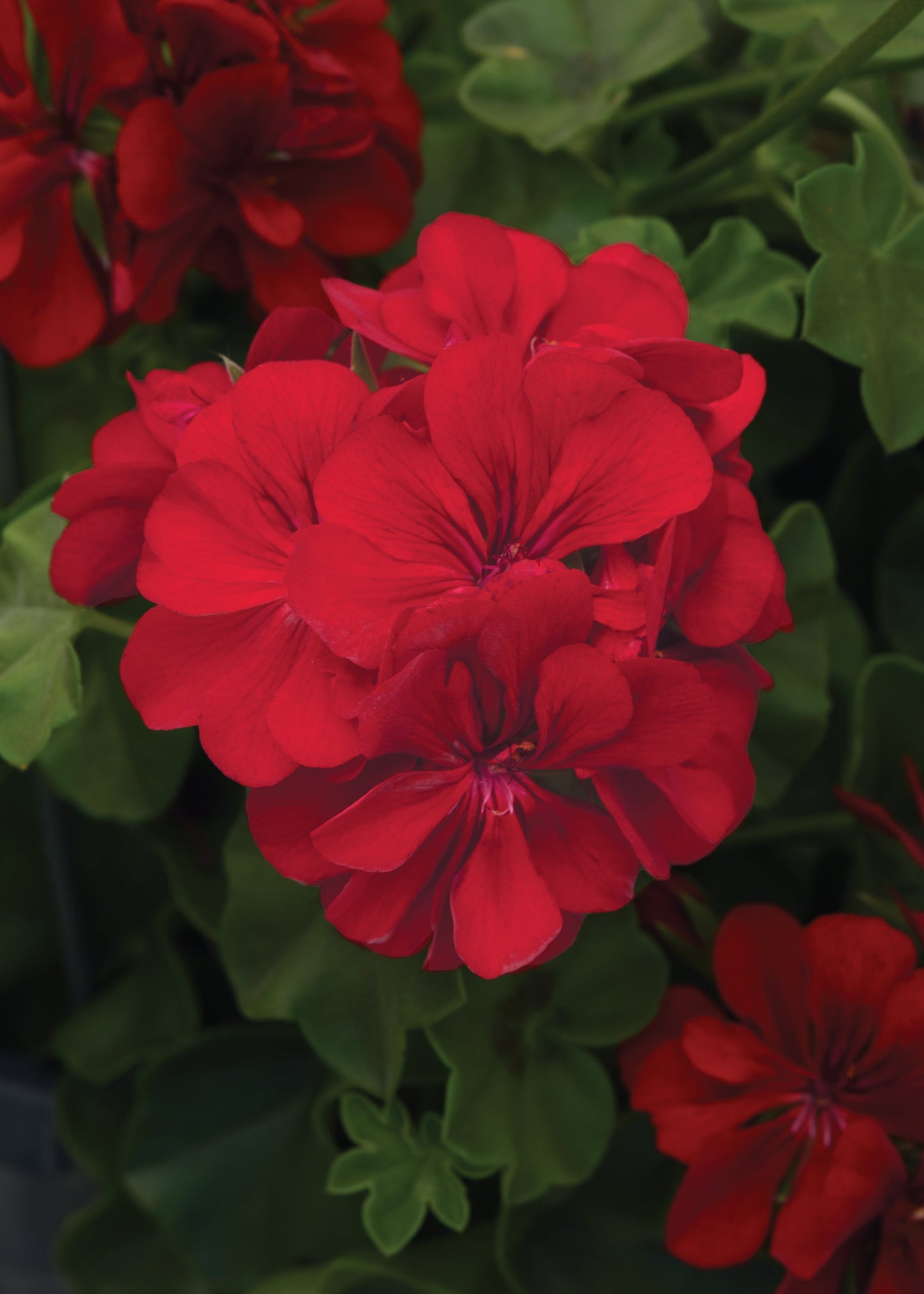 Geranium | Precision - Large Hanging Basket