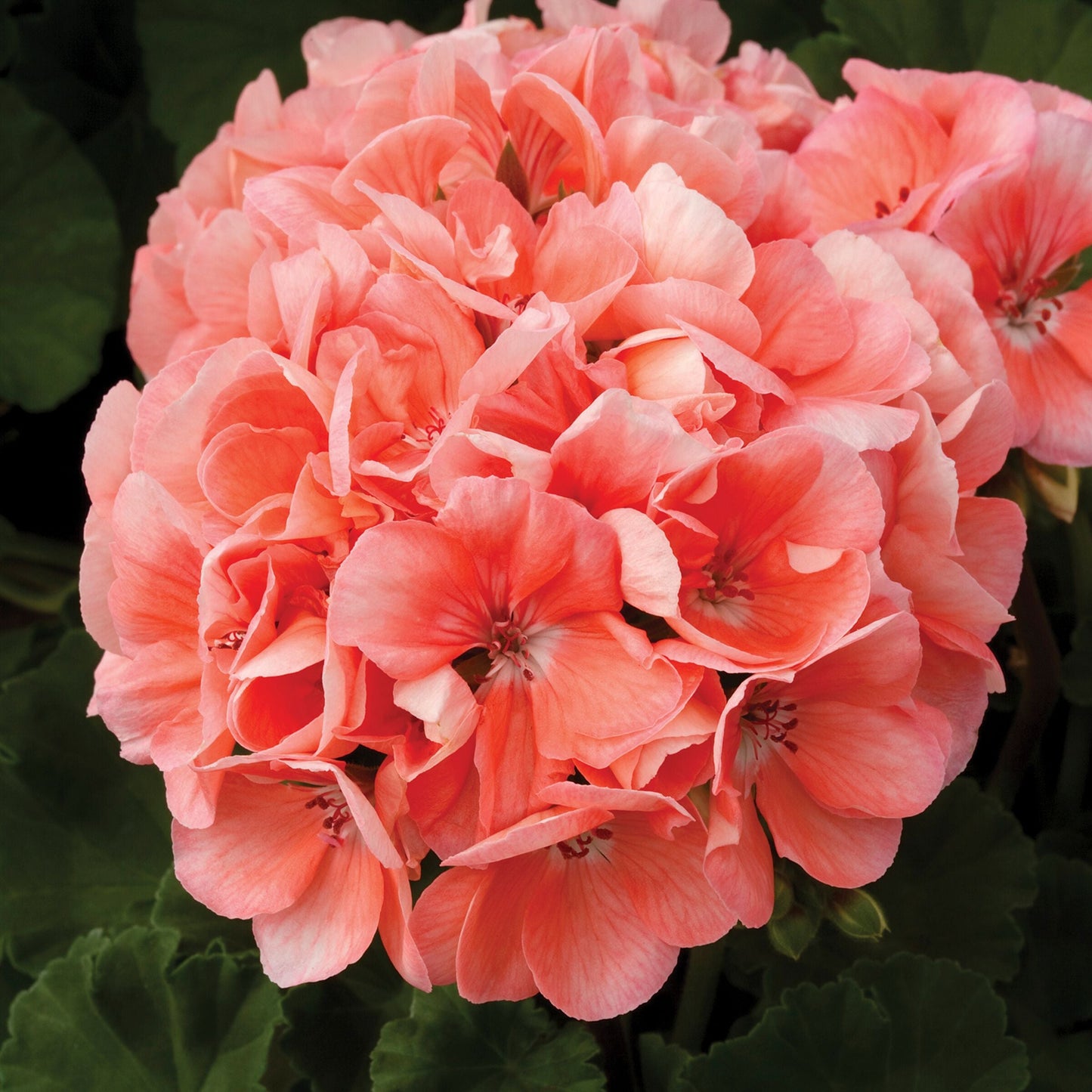 Geranium | Tango - 1 Quart