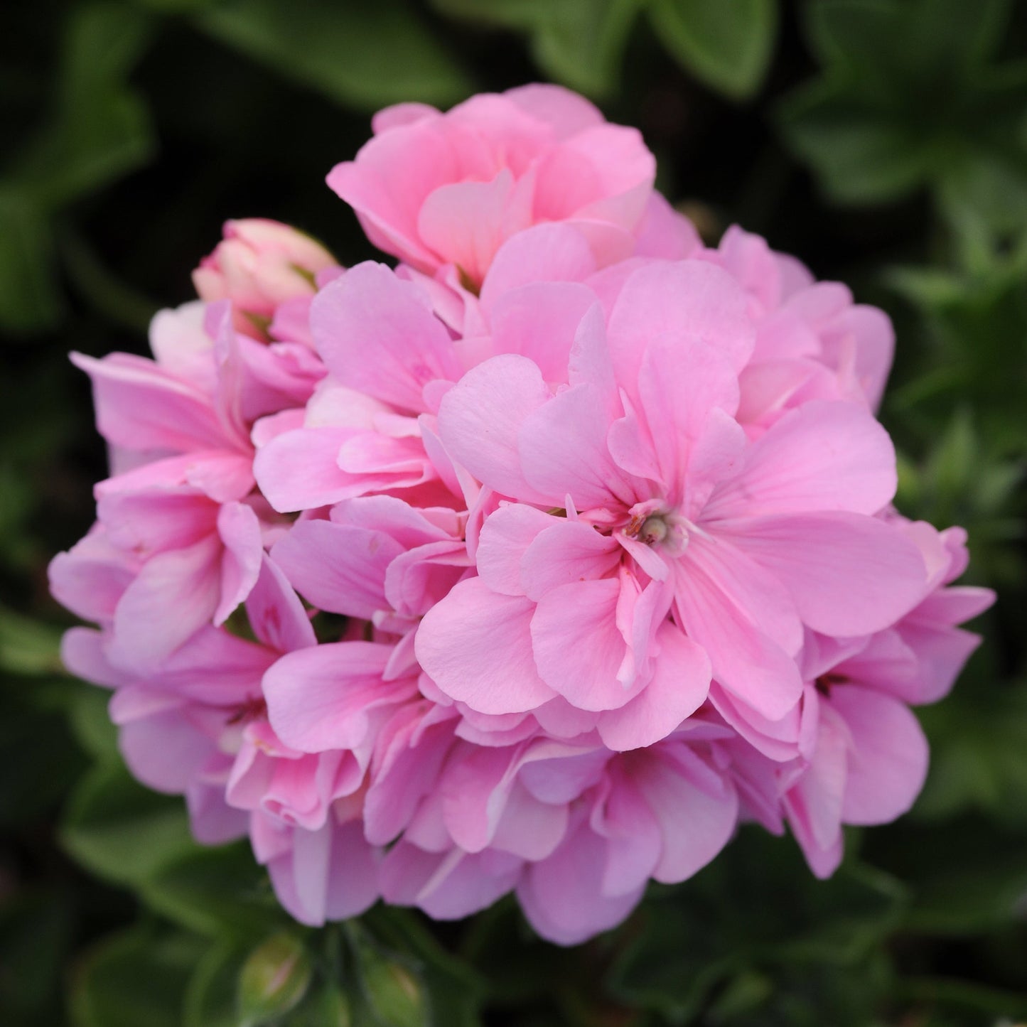 Geranium | Precision - 1 Quart