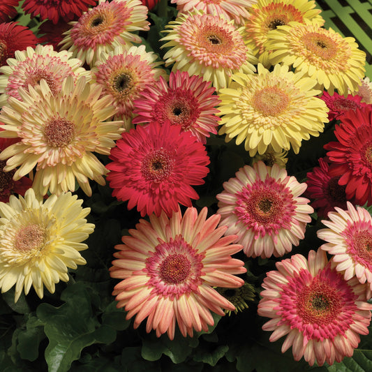 Gerbera | Cartwheel - 1 Quart