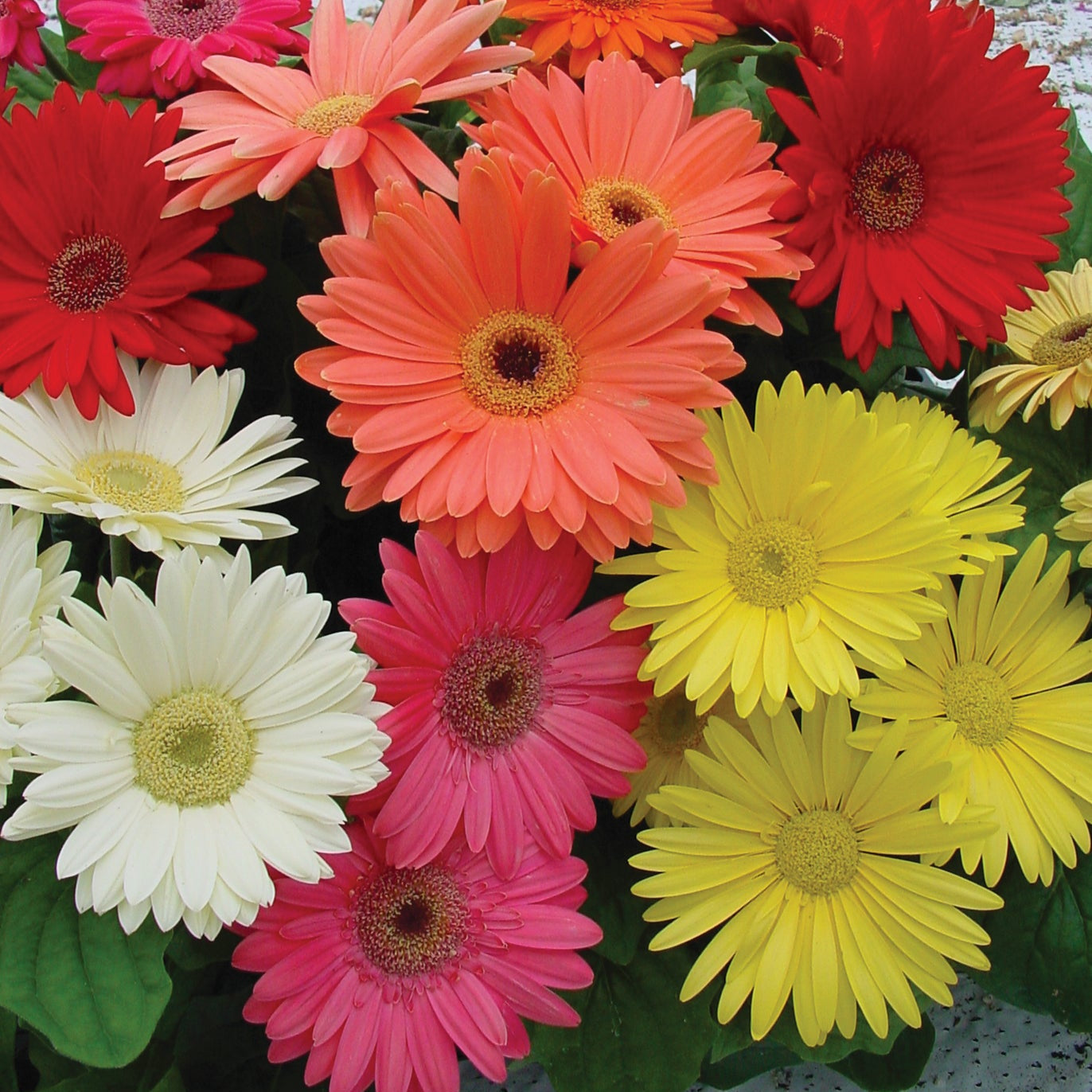 Gerbera | Mega Revolution - 1 Gallon