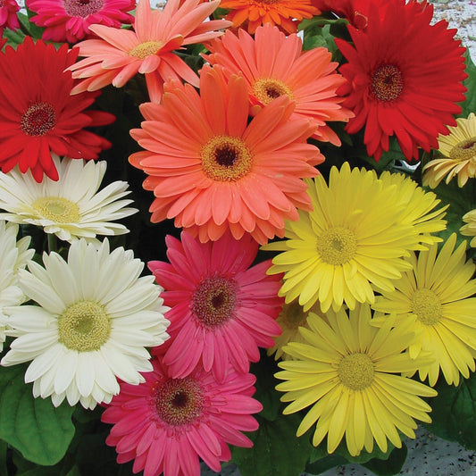 Gerbera | Mega Revolution - 1 Gallon
