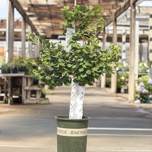 Ginkgo | Jade Butterflies Ginkgo - 5 Gallon