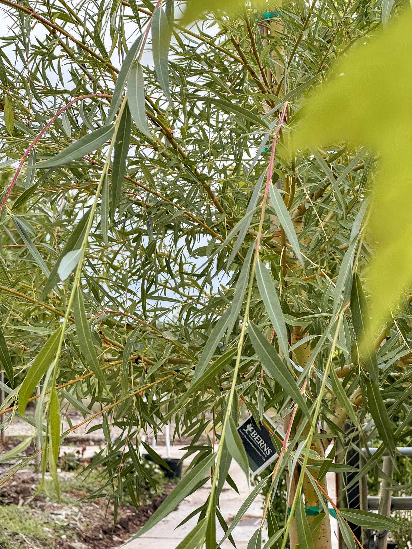 Salix | Golden Weeping Willow - 20 Gallon