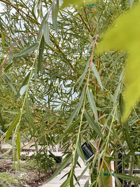Salix | Golden Weeping Willow - 20 Gallon