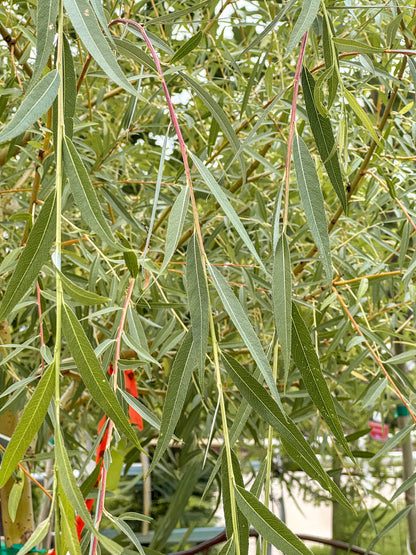 Salix | Golden Weeping Willow - 20 Gallon