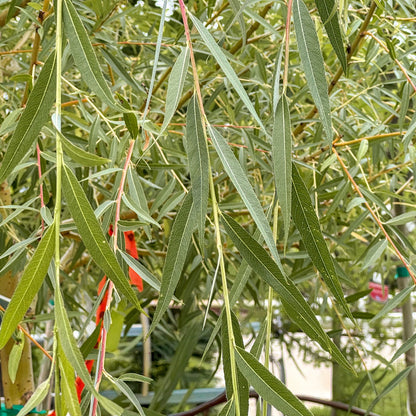 Salix | Golden Weeping Willow - 7 Gallon