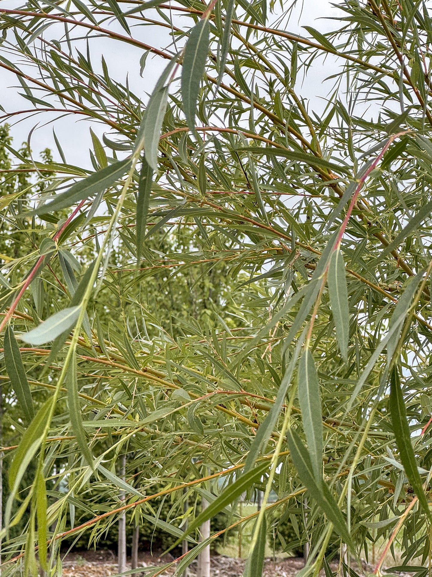 Salix | Golden Weeping Willow - 20 Gallon