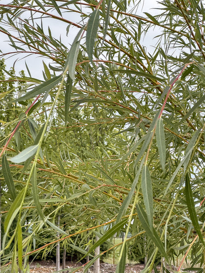 Salix | Golden Weeping Willow - 20 Gallon