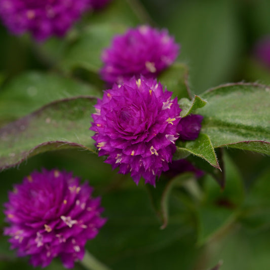 Gomphrena | Pinball - 1 Quart