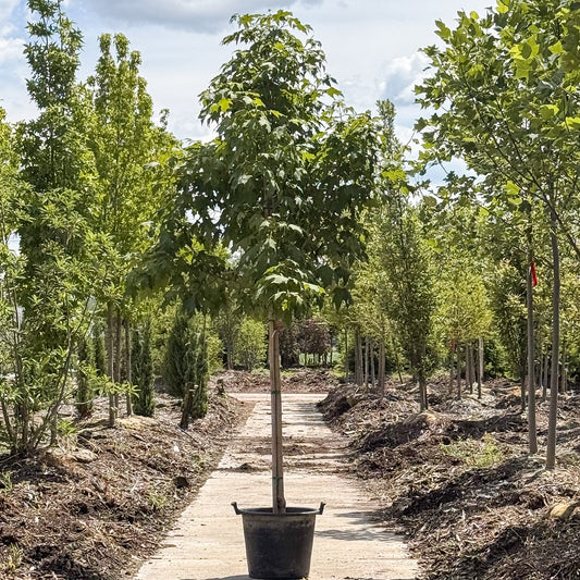 Acer | Green Mountain Sugar Maple - 15 Gallon