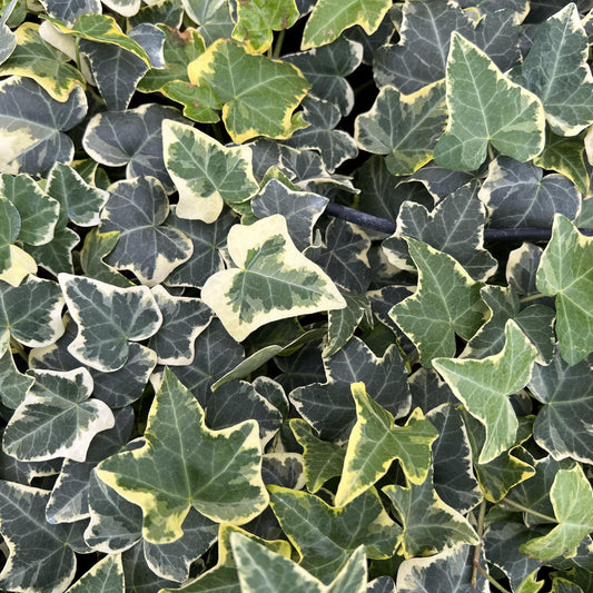 Hedera | Gold Child Ivy - 1 Quart