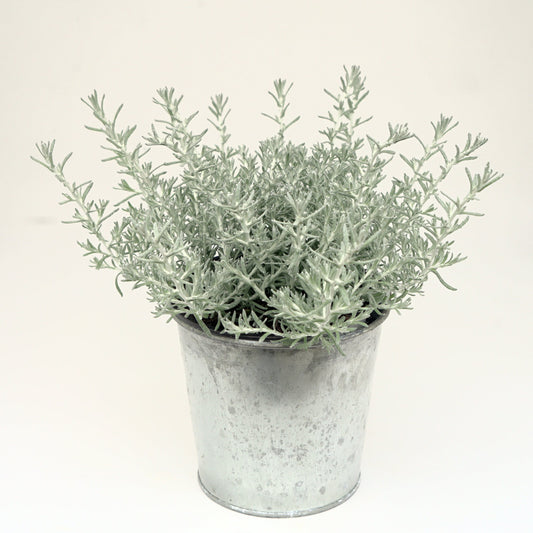 Helichrysum | Silver - 1 Quart