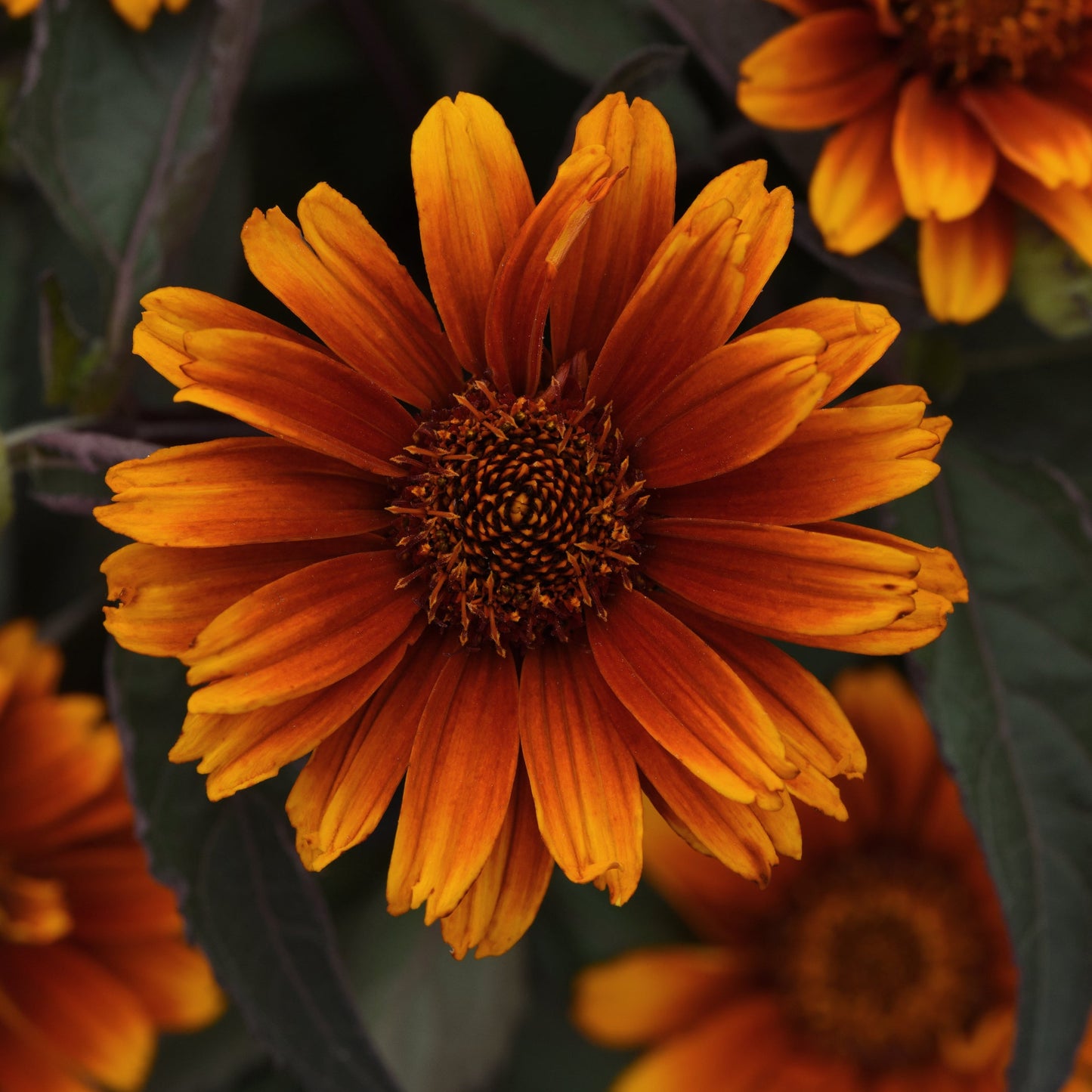 Heliopsis | Summer Eclipse - 1 Quart