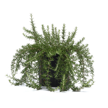 Rosemary | Blue Cascade - 1 Quart