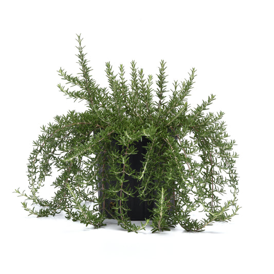 Rosemary | Blue Cascade - 1 Quart