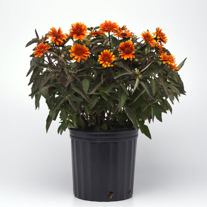 Heliopsis | Summer Eclipse - 1 Gallon