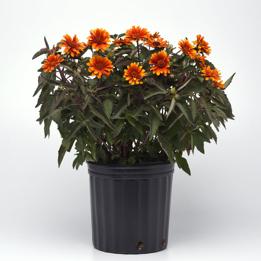 Heliopsis | Summer Eclipse - 1 Gallon