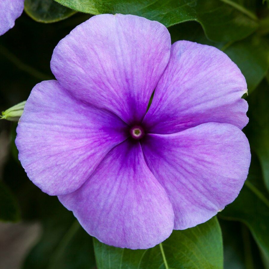 Vinca | Blockbuster - 3 Quart