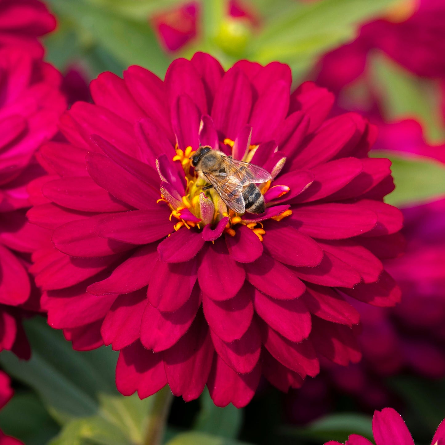 Zinnia | Zydeco - 4 Pack