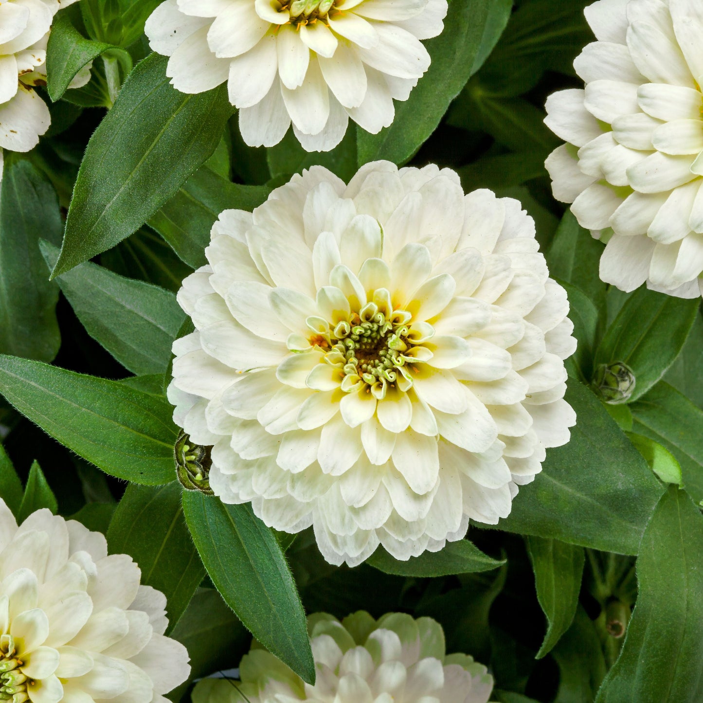 Zinnia | Zydeco - 1 Quart