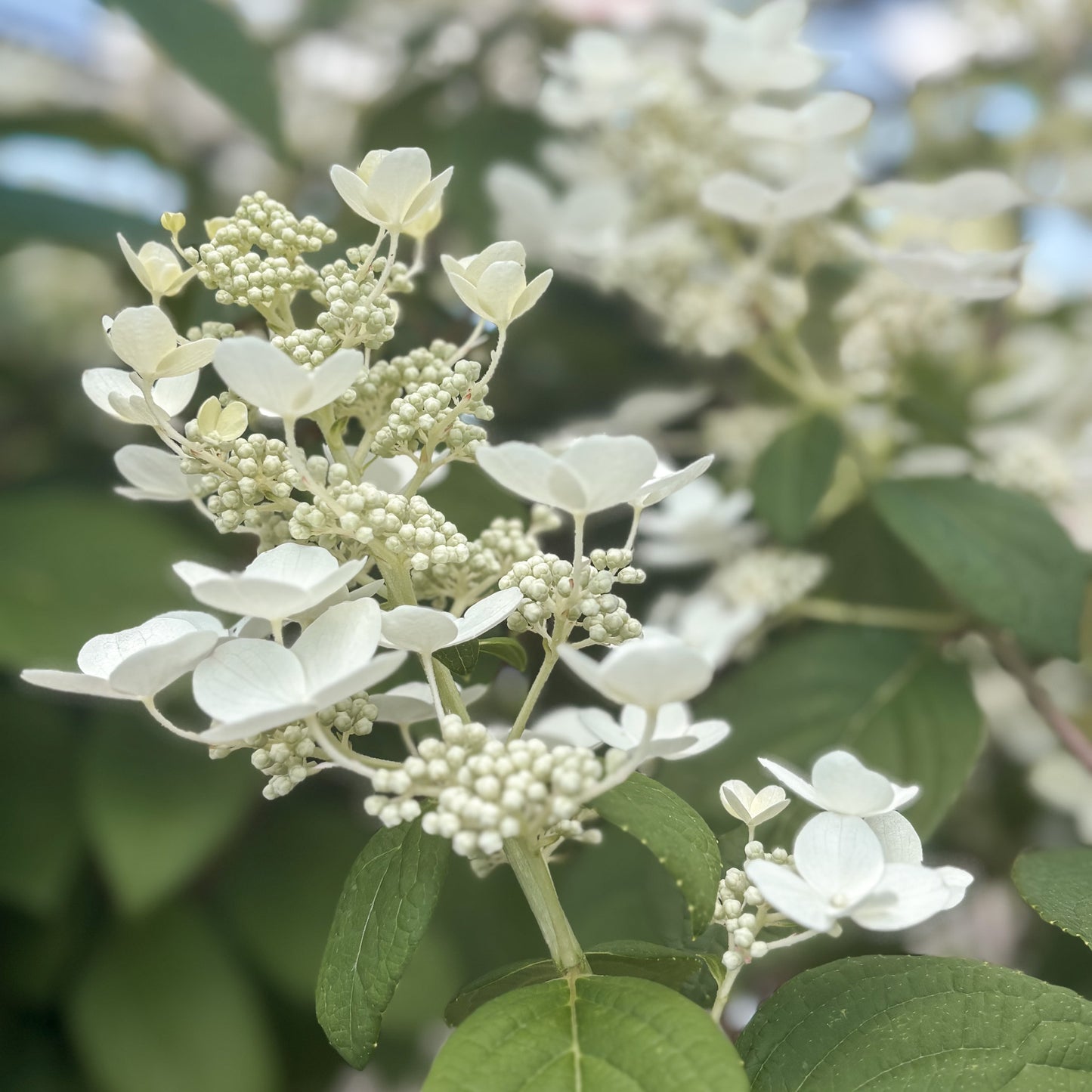 Hydrangea | Quick Fire Panicle Hydrangea | Tree Form - 10 Gallon