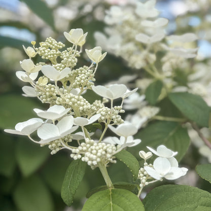 Hydrangea | Quick Fire Panicle Hydrangea | Tree Form - 10 Gallon