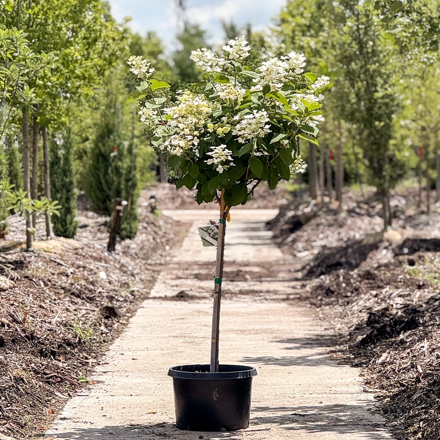 Hydrangea | Quick Fire Panicle Hydrangea | Tree Form - 10 Gallon