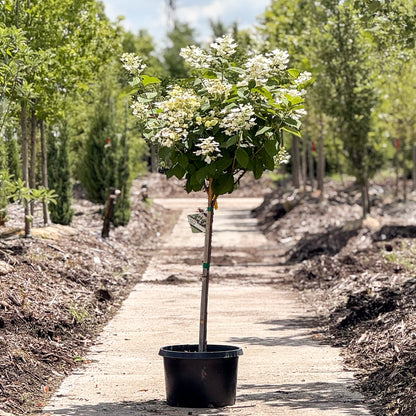 Hydrangea | Quick Fire Panicle Hydrangea | Tree Form - 10 Gallon