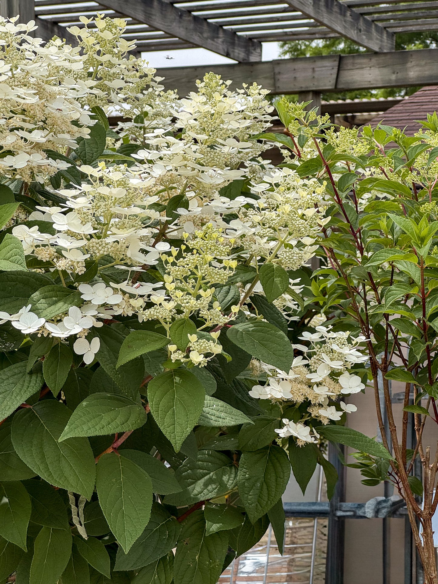 Hydrangea | Quick Fire Panicle Hydrangea | Tree Form - 10 Gallon